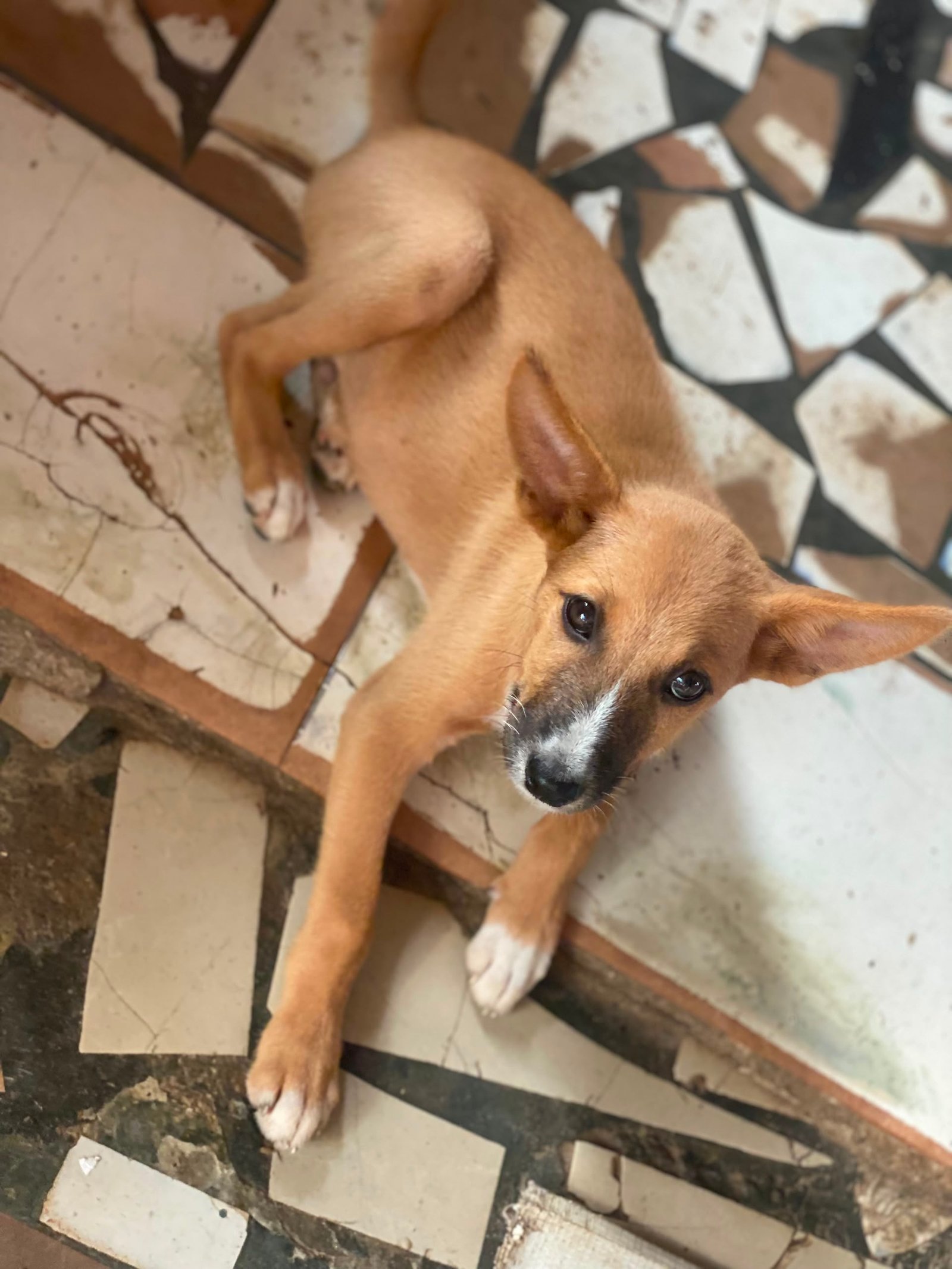 Local Dog