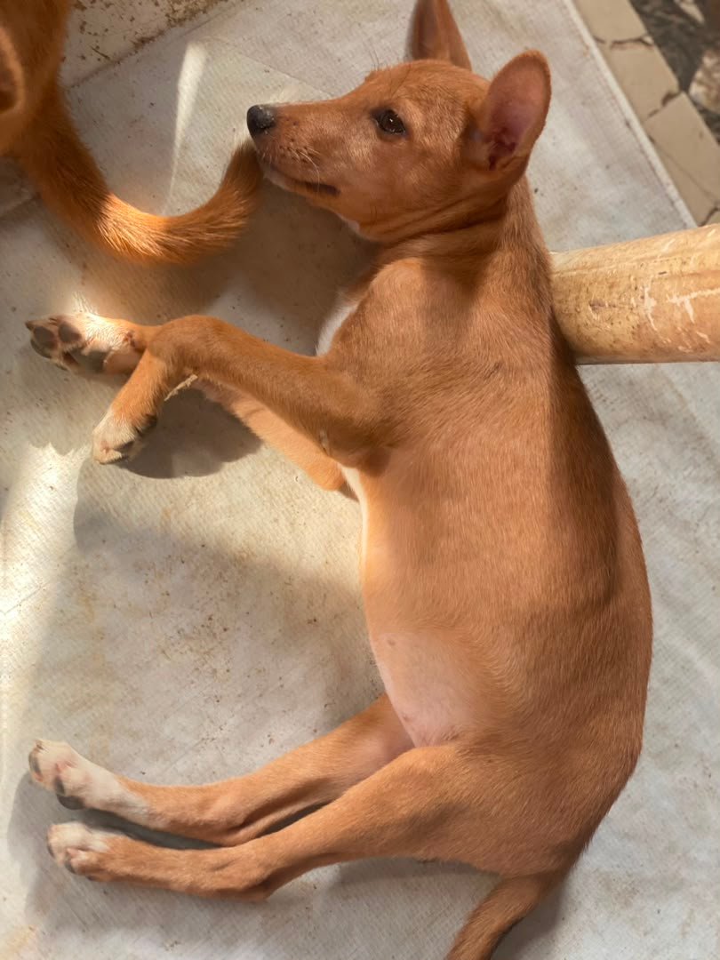 Local Dog