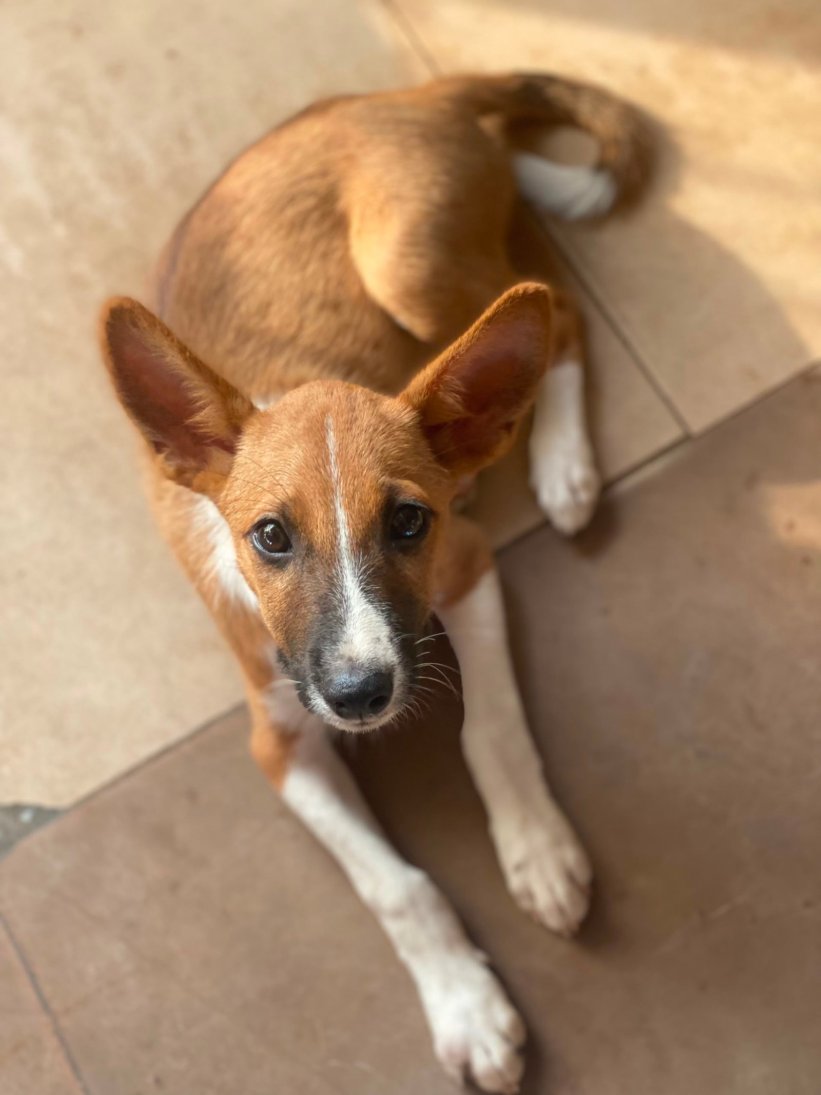 Local Dog
